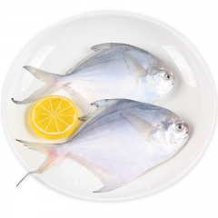 东海鲳鱼 野生鲳鱼 海鱼 冷冻东海鲳鱼 海鲜水产 袋装 400-500g*2